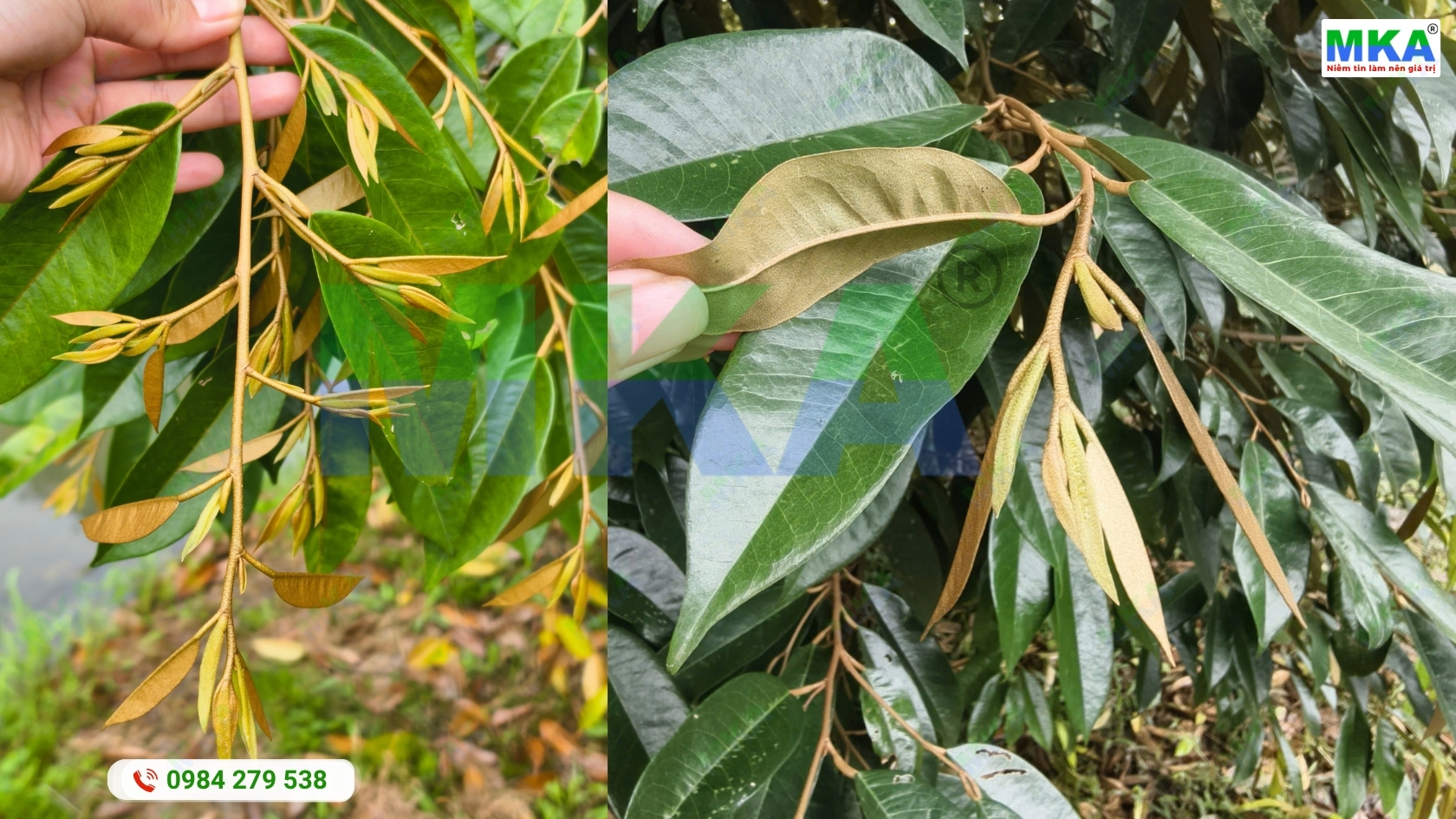 Cơi đọt non đang nhận dinh dưỡng để hoàn thiện lá